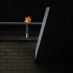Hornsey Street, June 2017